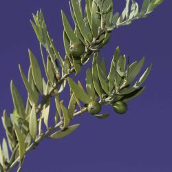 Osyris lanceolata