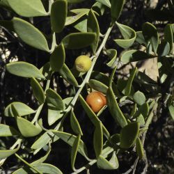 Osyris lanceolata