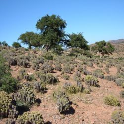 Sideroxylon spinosum