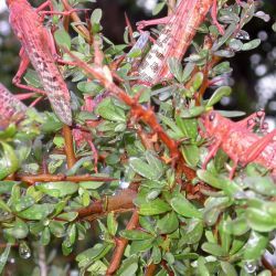 Sapotaceae