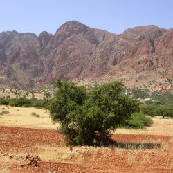 Sideroxylon spinosum