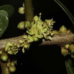 Sapotaceae
