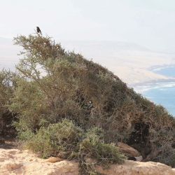 Sideroxylon spinosum