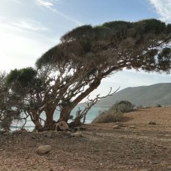 Sideroxylon spinosum