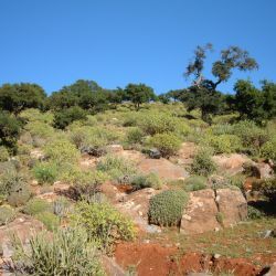 Sideroxylon spinosum