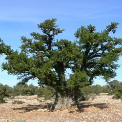 Sideroxylon spinosum