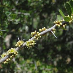 Sideroxylon spinosum
