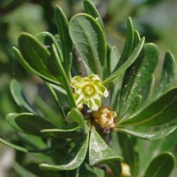 Sideroxylon spinosum