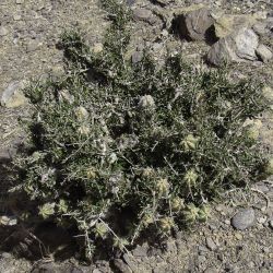 Sapotaceae