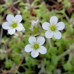 Saxifraga globulifera