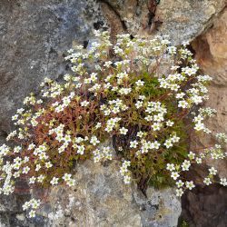 Saxifraga globulifera