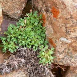Saxifraga globulifera
