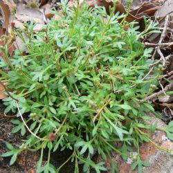 Saxifraga globulifera