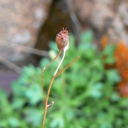 Saxifraga globulifera