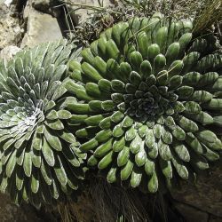 Saxifraga longifolia subsp. gausseni