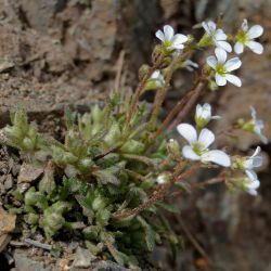 Saxifraga tridactylites