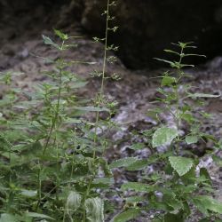 Scrophularia arguta