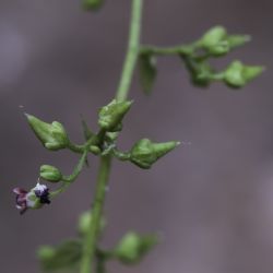 Scrophularia arguta