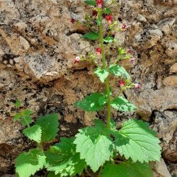 Scrophularia arguta
