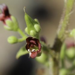 Scrophularia arguta