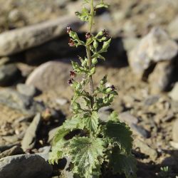 Scrophularia arguta