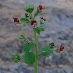 Scrophularia arguta