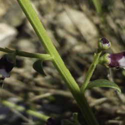 Scrophularia canina