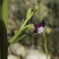 Scrophularia canina