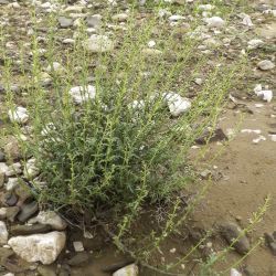 Scrophularia canina