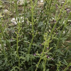 Scrophularia canina