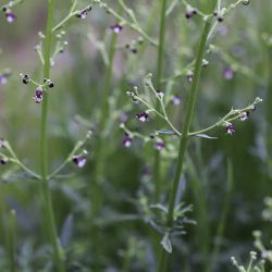 Scrophularia canina