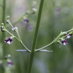 Scrophularia canina