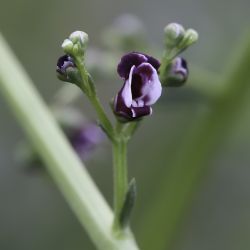 Scrophularia canina