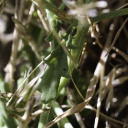 Scrophularia macrorrhyncha