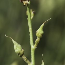 Scrophularia macrorrhyncha