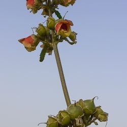 Scrophularia sambucifolia subsp. sambucifolia