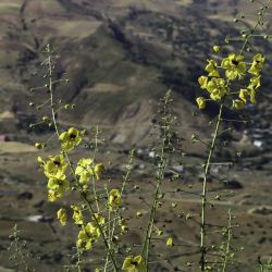 Verbascum faurei subsp. acanthifolium