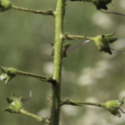 Verbascum faurei subsp. faurei