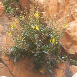 Verbascum longirostris