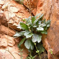 Verbascum longirostris