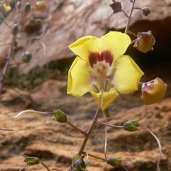 Verbascum longirostris