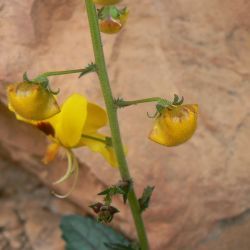 Verbascum longirostris