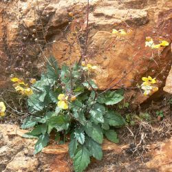 Verbascum longirostris