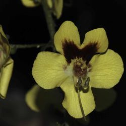 Verbascum longirostris