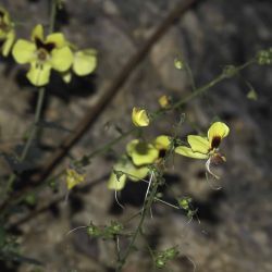 Verbascum longirostris