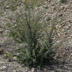 Verbascum maroccanum