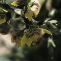 Verbascum maroccanum