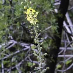 Verbascum maroccanum