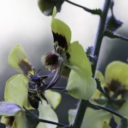 Verbascum maroccanum