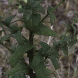 Verbascum sinuatum